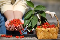 5月18日至6月16日，“櫻桃之約”邀你共赴！
